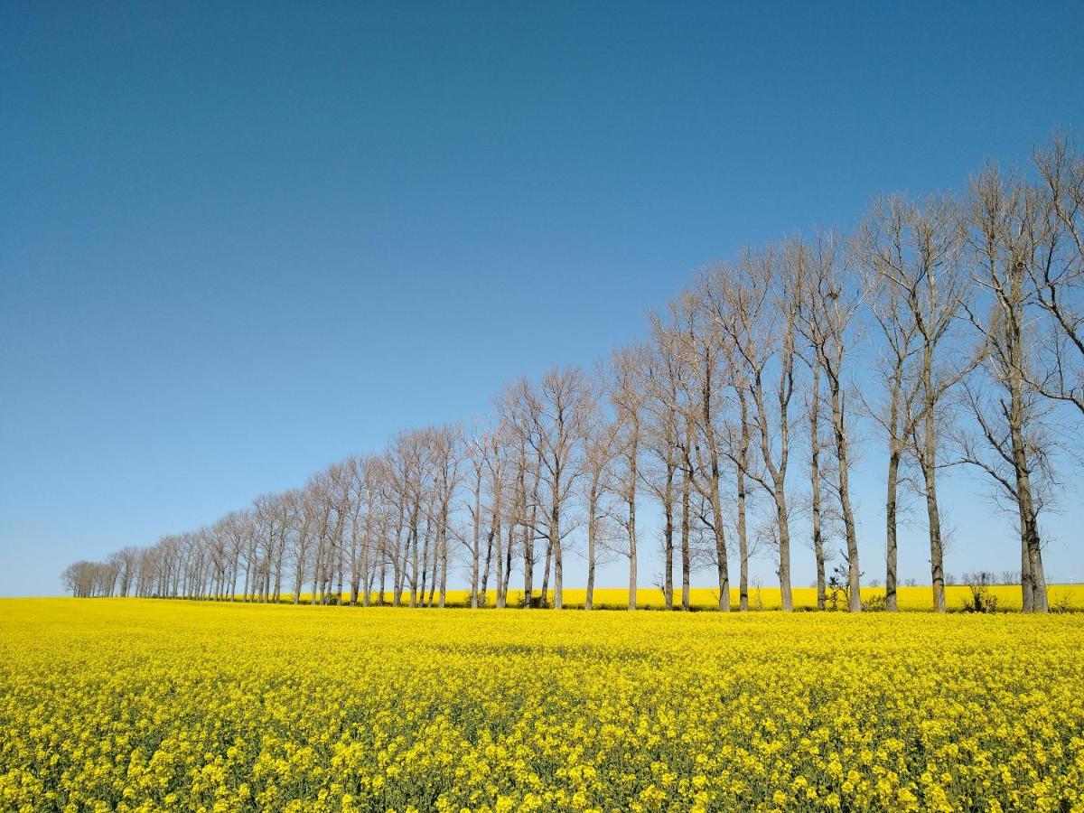 Magdalenenhof Am Huywald - Kornboden Mit Aussicht Lejlighed Dingelstedt Eksteriør billede